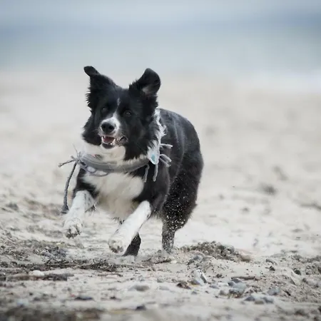 White Pearl 1.10 Apartment