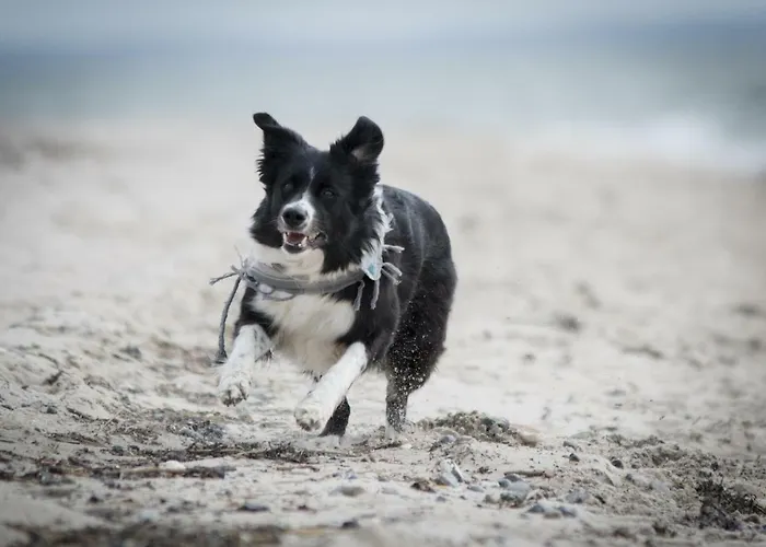 White Pearl 1.10 Lejlighed